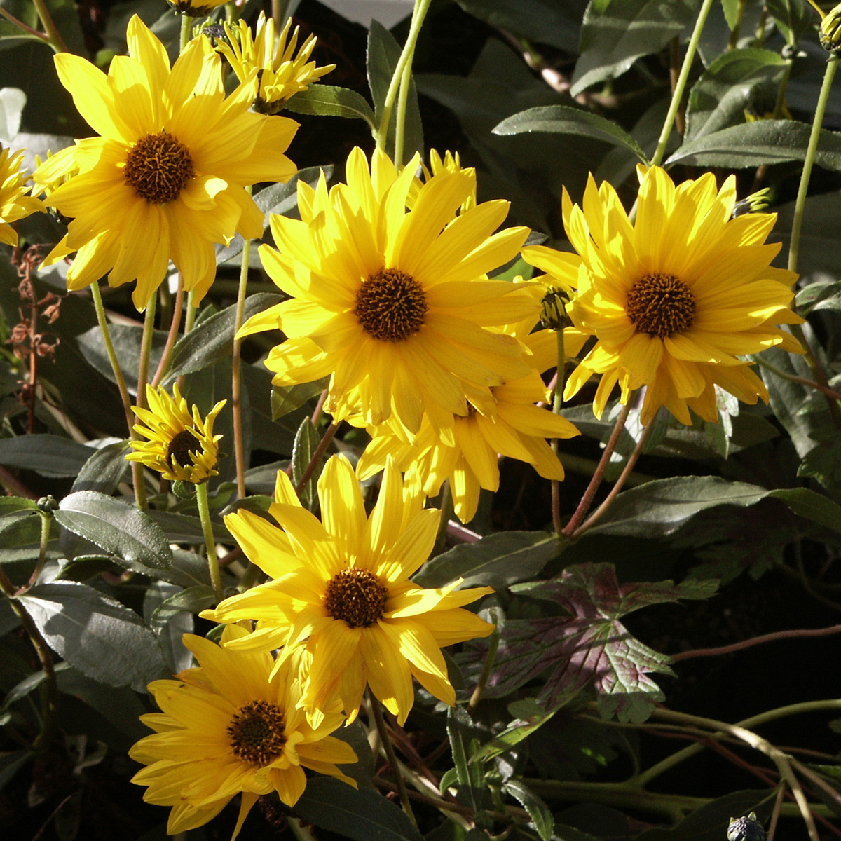 5100  Helianthus rigidus  Miss Mellish  I  Svenskt namn  :Präriesolros  I  Krukstorlek   : SQ1  I  Förväntad Höjd  :  150 cm  I  Blomningstid :  aug-sept