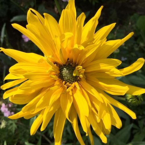 5100  Helianthus rigidus  Miss Mellish  I  Svenskt namn  :Präriesolros  I  Krukstorlek   : SQ1  I  Förväntad Höjd  :  150 cm  I  Blomningstid :  aug-sept - 3