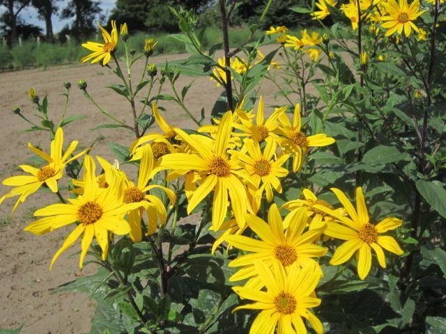 8893  Helianthus tuberosus Bianka  I  Svenskt namn  :Jordärtskocka  I  Krukstorlek   : SQ1  I  Förväntad Höjd  :  200 cm  I  Blomningstid :  aug-okt - 2