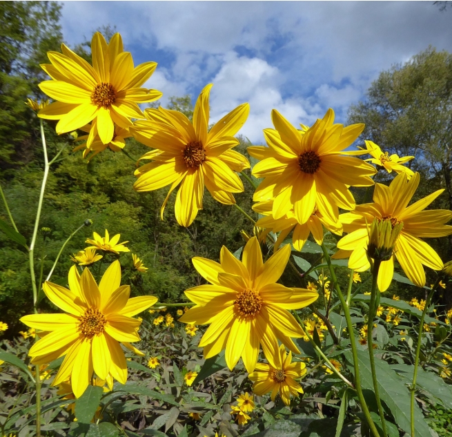 8893  Helianthus tuberosus Bianka  I  Svenskt namn  :Jordärtskocka  I  Krukstorlek   : SQ1  I  Förväntad Höjd  :  200 cm  I  Blomningstid :  aug-okt