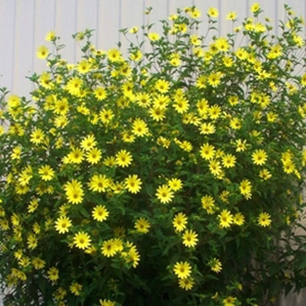 5098  Helianthus Lemon Queen  I  Svenskt namn  :Höstsolros  I  Krukstorlek   : SQ1  I  Förväntad Höjd  :  170 cm  I  Blomningstid :  sept-okt - 2