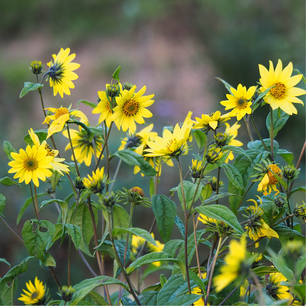 5098  Helianthus Lemon Queen  I  Svenskt namn  :Höstsolros  I  Krukstorlek   : SQ1  I  Förväntad Höjd  :  170 cm  I  Blomningstid :  sept-okt