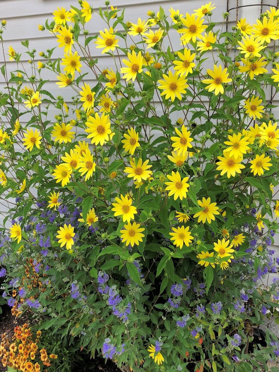 5098  Helianthus Lemon Queen  I  Svenskt namn  :Höstsolros  I  Krukstorlek   : SQ1  I  Förväntad Höjd  :  170 cm  I  Blomningstid :  sept-okt - 3