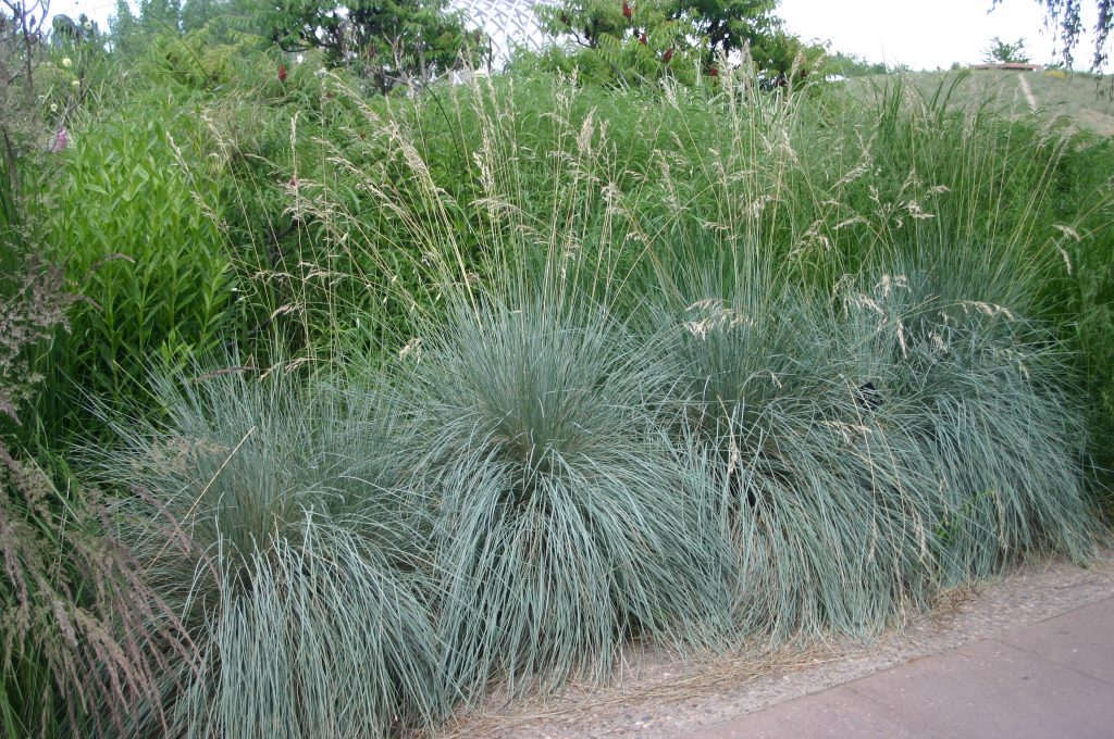 9185  Helictotrichon sempervirens  I  Svenskt namn  :Silverhavre  I  Krukstorlek   : SQ1/P9  I  Förväntad Höjd  :  40/80 cm  I  Blomningstid :  juli-aug - 2