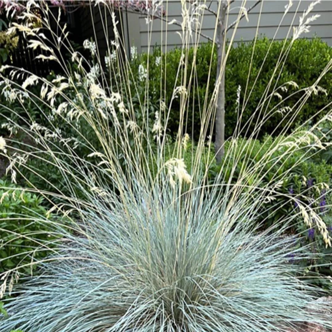 9185  Helictotrichon sempervirens  I  Svenskt namn  :Silverhavre  I  Krukstorlek   : SQ1/P9  I  Förväntad Höjd  :  40/80 cm  I  Blomningstid :  juli-aug