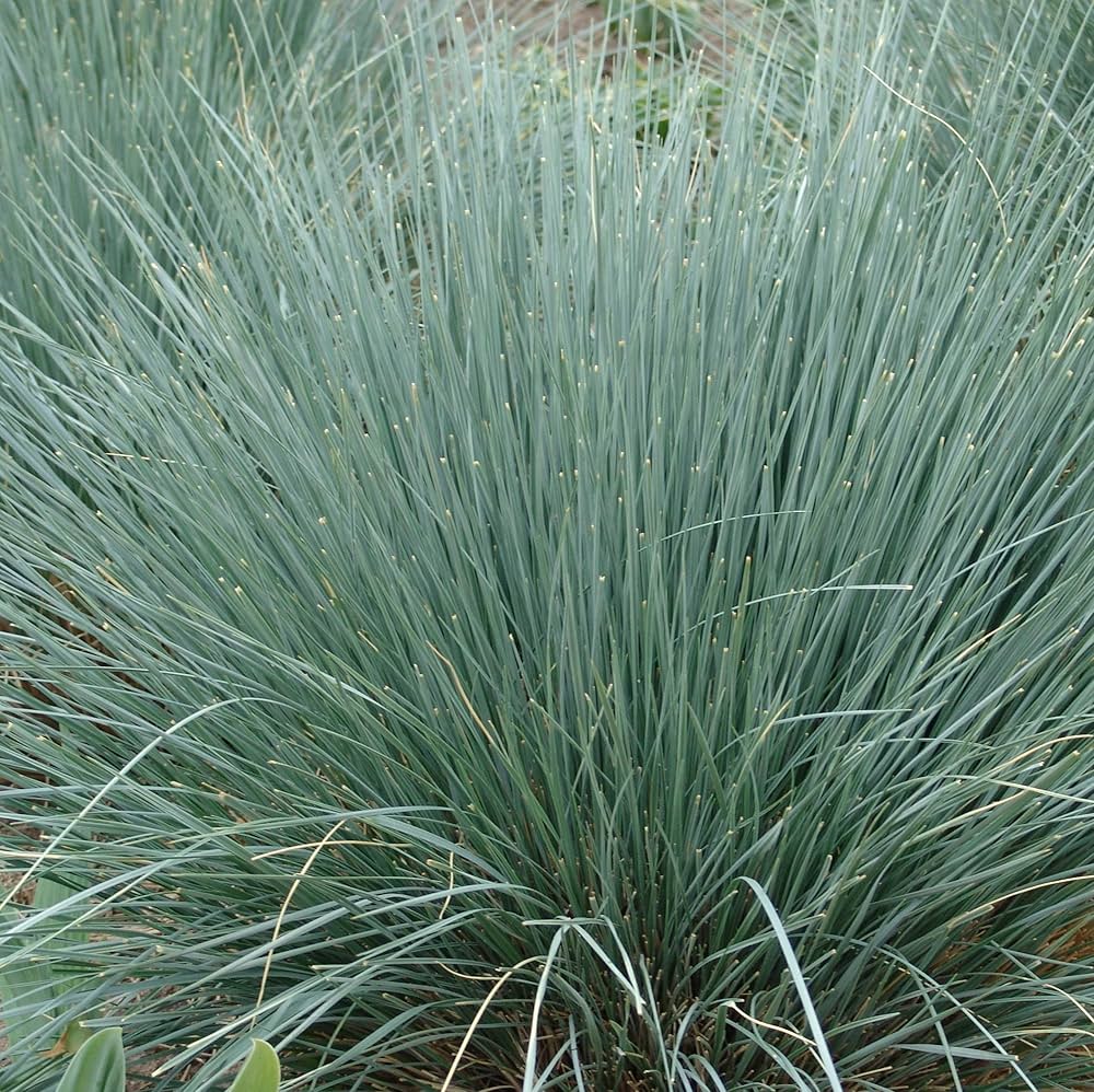 9185  Helictotrichon sempervirens  I  Svenskt namn  :Silverhavre  I  Krukstorlek   : SQ1/P9  I  Förväntad Höjd  :  40/80 cm  I  Blomningstid :  juli-aug - 3