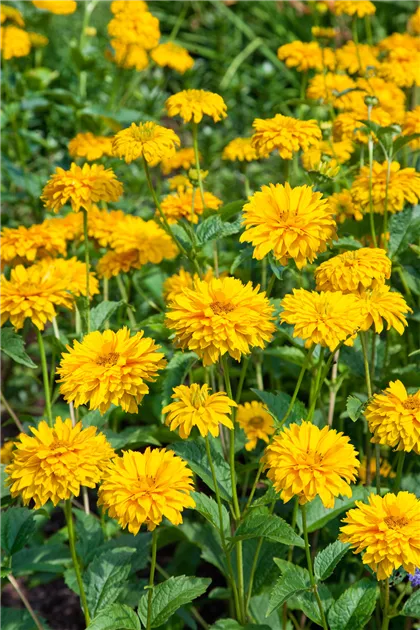 5115  Heliopsis helianthoides Goldgefieder  I  Svenskt namn  :Dagöga  I  Krukstorlek   : SQ1  I  Förväntad Höjd  :  120 cm  I  Blomningstid :  juli-sept - 4