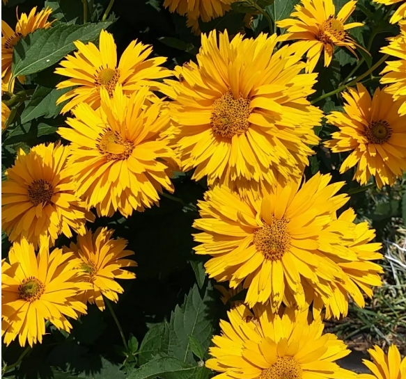 5115  Heliopsis helianthoides Goldgefieder  I  Svenskt namn  :Dagöga  I  Krukstorlek   : SQ1  I  Förväntad Höjd  :  120 cm  I  Blomningstid :  juli-sept - 3