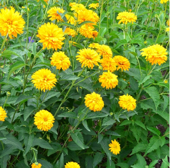 5115  Heliopsis helianthoides Goldgefieder  I  Svenskt namn  :Dagöga  I  Krukstorlek   : SQ1  I  Förväntad Höjd  :  120 cm  I  Blomningstid :  juli-sept