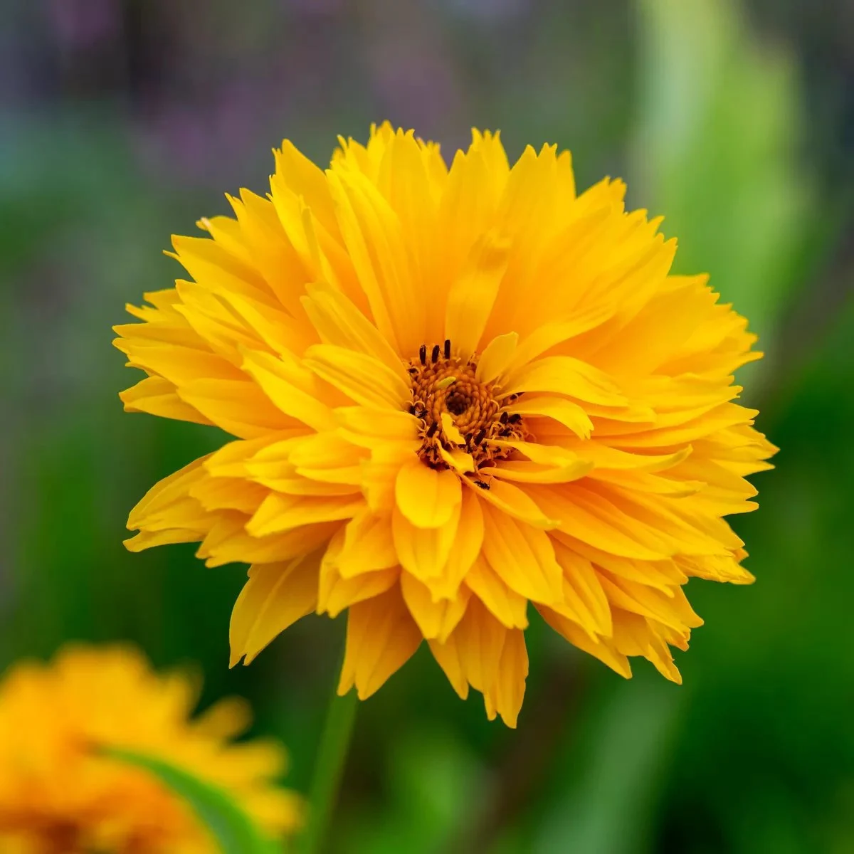 5115  Heliopsis helianthoides Goldgefieder  I  Svenskt namn  :Dagöga  I  Krukstorlek   : SQ1  I  Förväntad Höjd  :  120 cm  I  Blomningstid :  juli-sept - 2