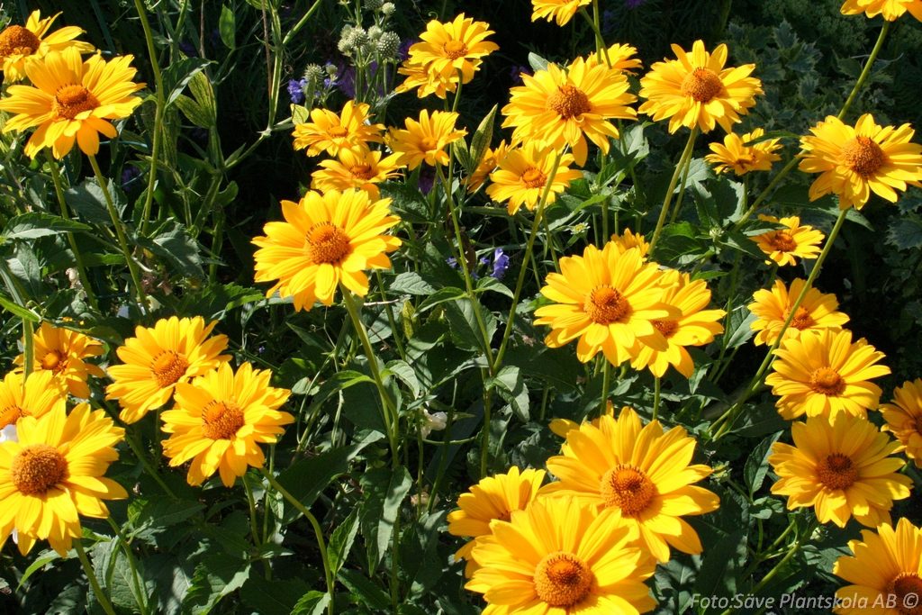 5139  Heliopsis helianthoides Venus  I  Svenskt namn  :Dagöga  I  Krukstorlek   : SQ1  I  Förväntad Höjd  :  120 cm  I  Blomningstid :  juli-sept - 3