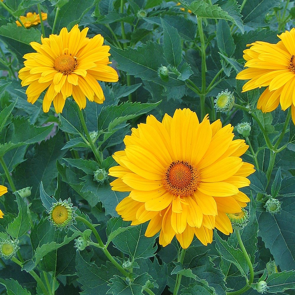 5139  Heliopsis helianthoides Venus  I  Svenskt namn  :Dagöga  I  Krukstorlek   : SQ1  I  Förväntad Höjd  :  120 cm  I  Blomningstid :  juli-sept