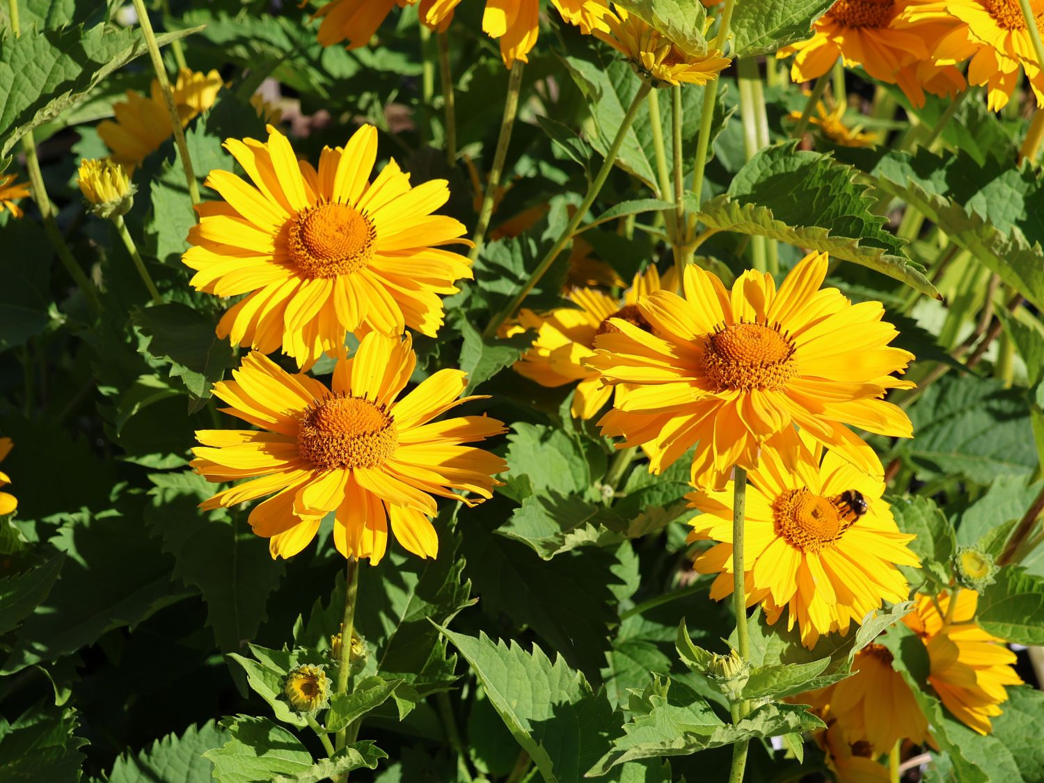 5139  Heliopsis helianthoides Venus  I  Svenskt namn  :Dagöga  I  Krukstorlek   : SQ1  I  Förväntad Höjd  :  120 cm  I  Blomningstid :  juli-sept - 2