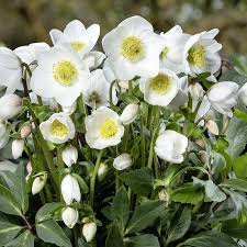 5145  Helleborus niger  I  Svenskt namn  :Julros  I  Krukstorlek   : SQ1  I  Förväntad Höjd  :  30 cm  I  Blomningstid :  dec-april