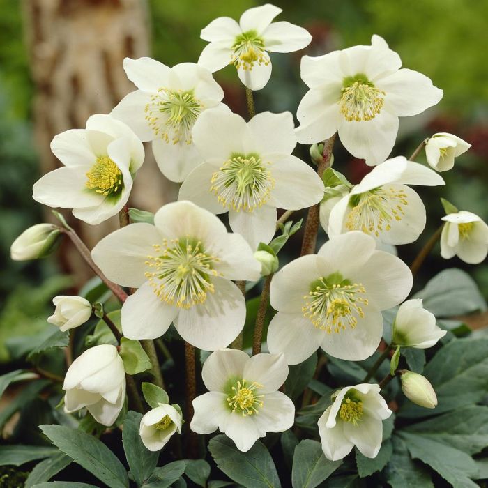 5145  Helleborus niger  I  Svenskt namn  :Julros  I  Krukstorlek   : SQ1  I  Förväntad Höjd  :  30 cm  I  Blomningstid :  dec-april - 5