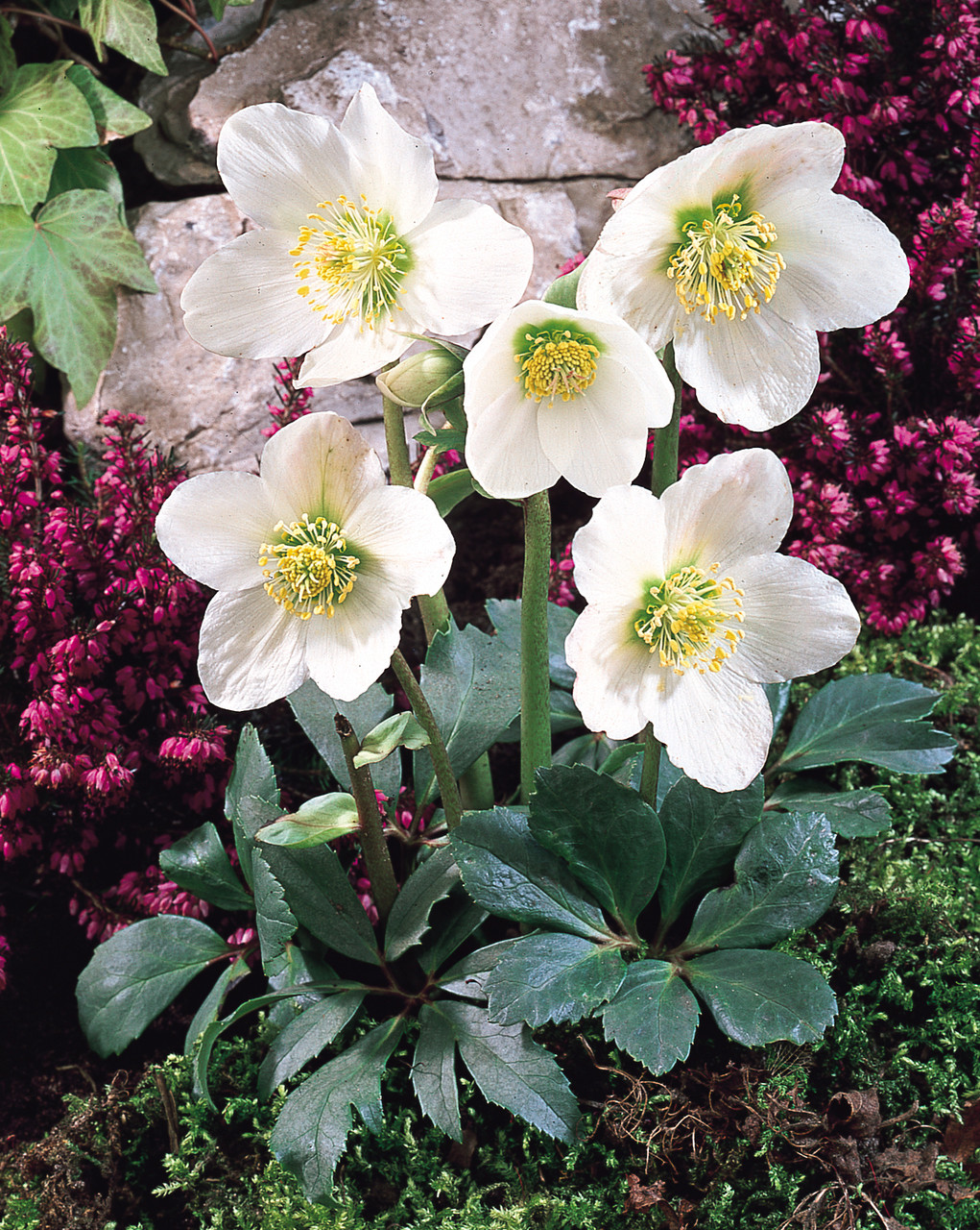 5145  Helleborus niger  I  Svenskt namn  :Julros  I  Krukstorlek   : SQ1  I  Förväntad Höjd  :  30 cm  I  Blomningstid :  dec-april - 3