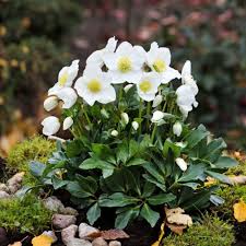5145  Helleborus niger  I  Svenskt namn  :Julros  I  Krukstorlek   : SQ1  I  Förväntad Höjd  :  30 cm  I  Blomningstid :  dec-april - 2