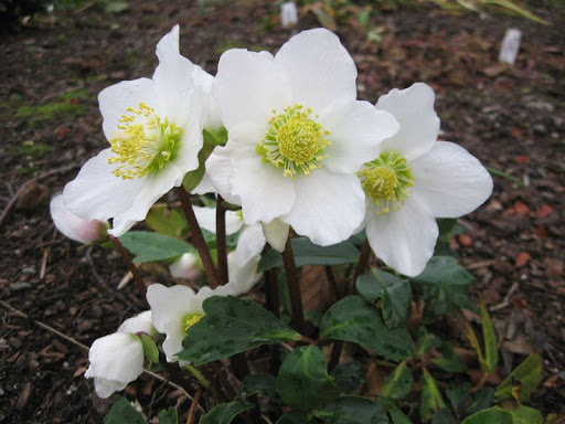 5145  Helleborus niger  I  Svenskt namn  :Julros  I  Krukstorlek   : SQ1  I  Förväntad Höjd  :  30 cm  I  Blomningstid :  dec-april - 4