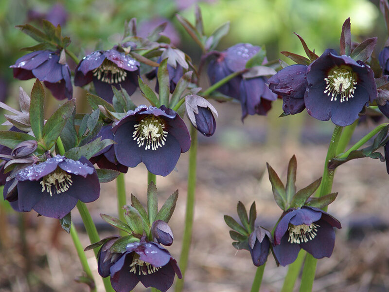 5149  Helleborus orientalis Blue Lady  I  Svenskt namn  :Turkisk julros  I  Krukstorlek   : SQ1  I  Förväntad Höjd  :  50 cm  I  Blomningstid :  feb-mars - 3