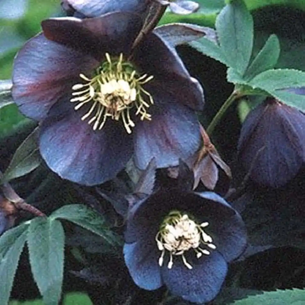 5149  Helleborus orientalis Blue Lady  I  Svenskt namn  :Turkisk julros  I  Krukstorlek   : SQ1  I  Förväntad Höjd  :  50 cm  I  Blomningstid :  feb-mars