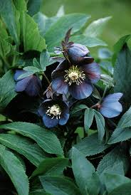 5149  Helleborus orientalis Blue Lady  I  Svenskt namn  :Turkisk julros  I  Krukstorlek   : SQ1  I  Förväntad Höjd  :  50 cm  I  Blomningstid :  feb-mars - 2