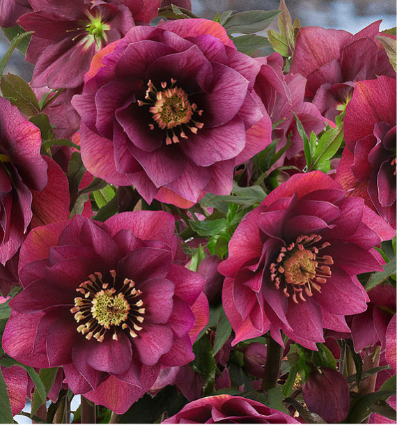 5508  Helleborus orientalis Double Red  I  Svenskt namn  :Turkisk julros  I  Krukstorlek   : SQ1  I  Förväntad Höjd  :  50 cm  I  Blomningstid :  feb-mars - 2