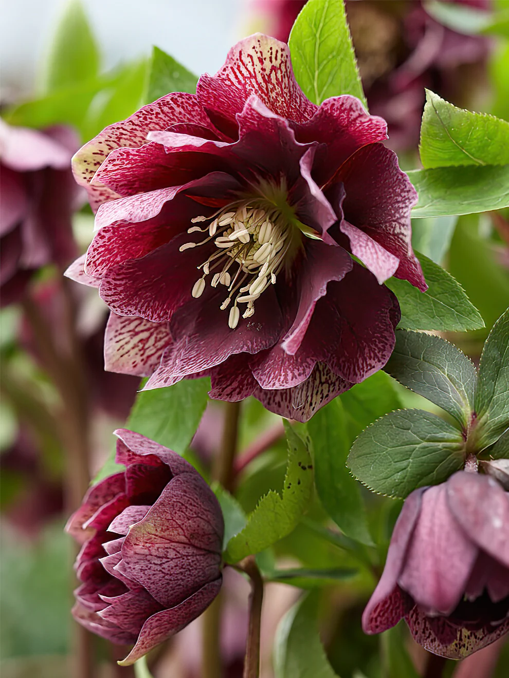 5508  Helleborus orientalis Double Red  I  Svenskt namn  :Turkisk julros  I  Krukstorlek   : SQ1  I  Förväntad Höjd  :  50 cm  I  Blomningstid :  feb-mars - 5