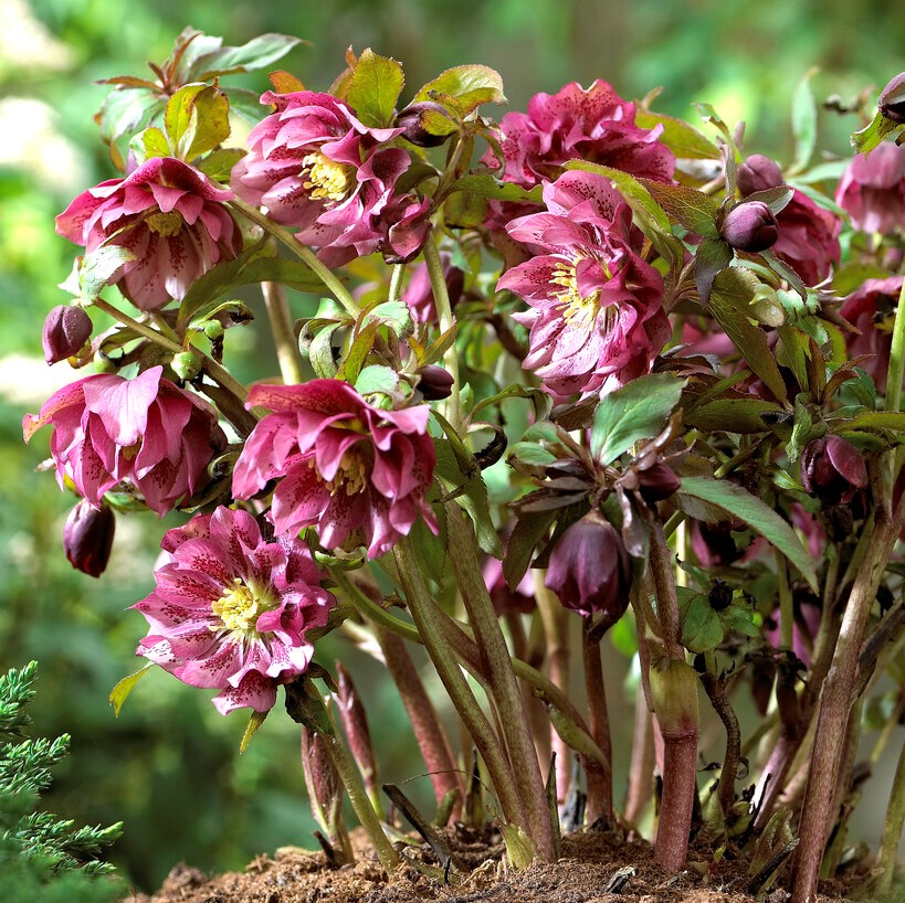 5508  Helleborus orientalis Double Red  I  Svenskt namn  :Turkisk julros  I  Krukstorlek   : SQ1  I  Förväntad Höjd  :  50 cm  I  Blomningstid :  feb-mars