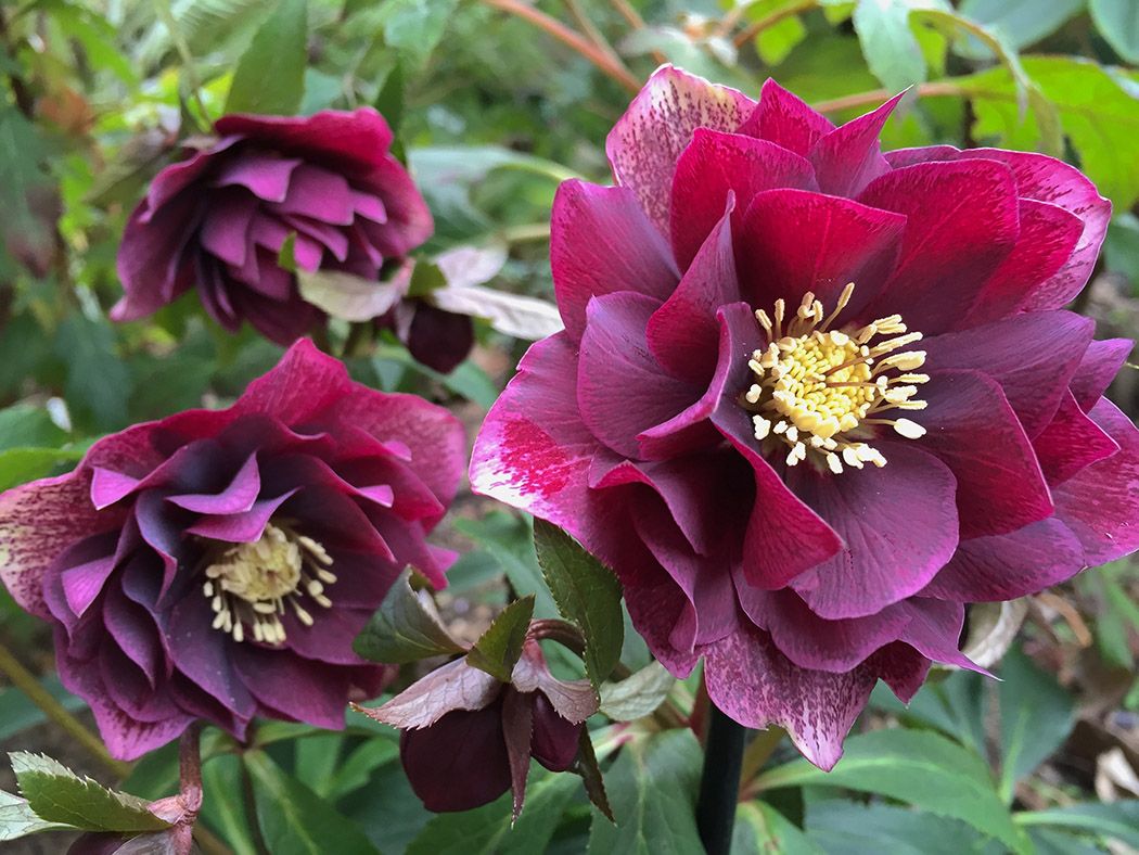 5508  Helleborus orientalis Double Red  I  Svenskt namn  :Turkisk julros  I  Krukstorlek   : SQ1  I  Förväntad Höjd  :  50 cm  I  Blomningstid :  feb-mars - 3