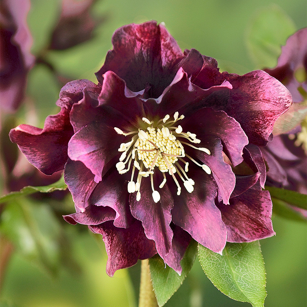 5508  Helleborus orientalis Double Red  I  Svenskt namn  :Turkisk julros  I  Krukstorlek   : SQ1  I  Förväntad Höjd  :  50 cm  I  Blomningstid :  feb-mars - 4