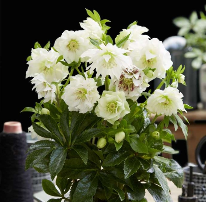 5507  Helleborus orientalis Double White  I  Svenskt namn  :Turkisk julros  I  Krukstorlek   : SQ1  I  Förväntad Höjd  :  50 cm  I  Blomningstid :  feb-mars - 2