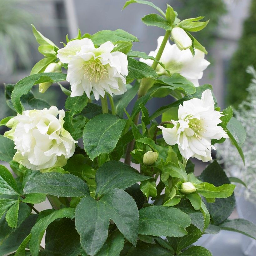 5507  Helleborus orientalis Double White  I  Svenskt namn  :Turkisk julros  I  Krukstorlek   : SQ1  I  Förväntad Höjd  :  50 cm  I  Blomningstid :  feb-mars