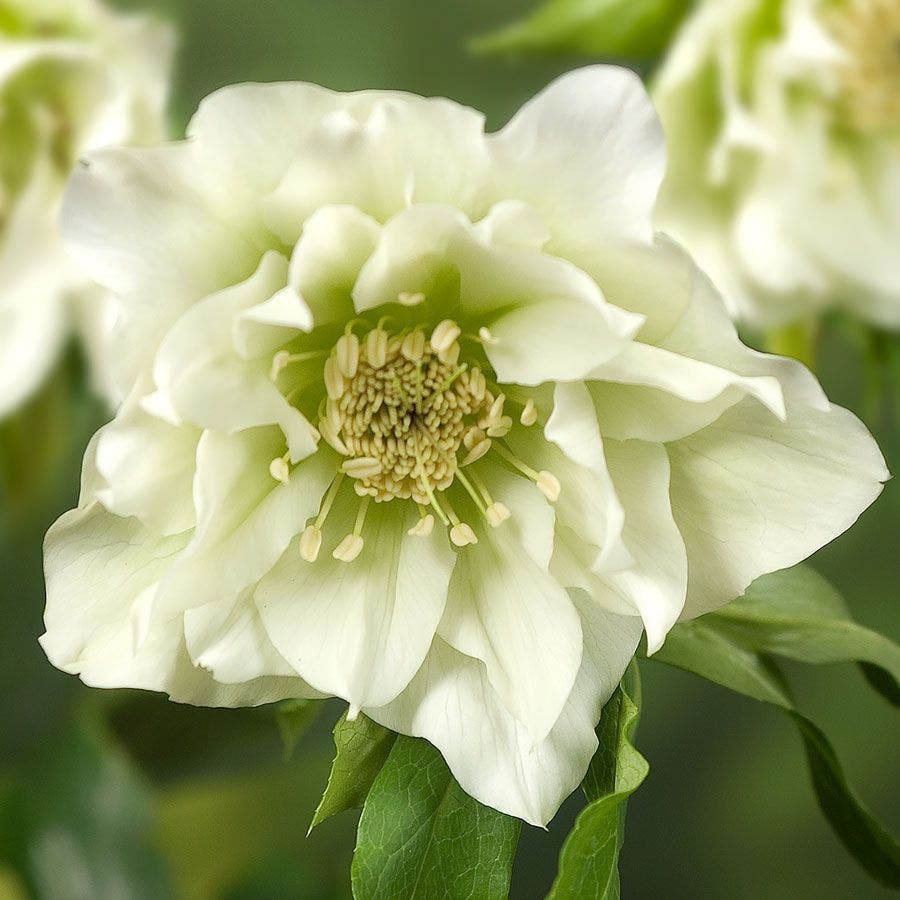 5507  Helleborus orientalis Double White  I  Svenskt namn  :Turkisk julros  I  Krukstorlek   : SQ1  I  Förväntad Höjd  :  50 cm  I  Blomningstid :  feb-mars - 3