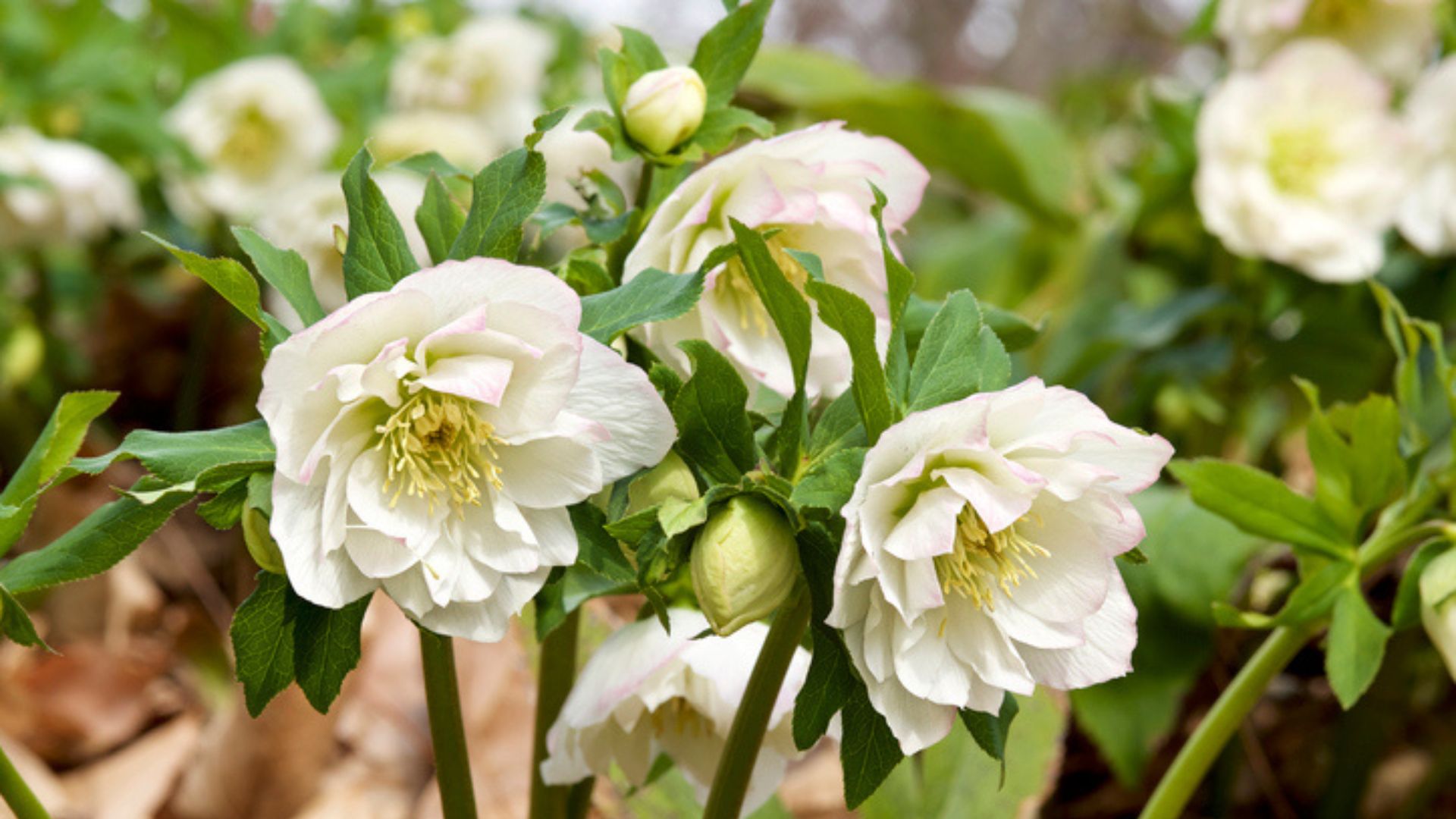 5507  Helleborus orientalis Double White  I  Svenskt namn  :Turkisk julros  I  Krukstorlek   : SQ1  I  Förväntad Höjd  :  50 cm  I  Blomningstid :  feb-mars - 4