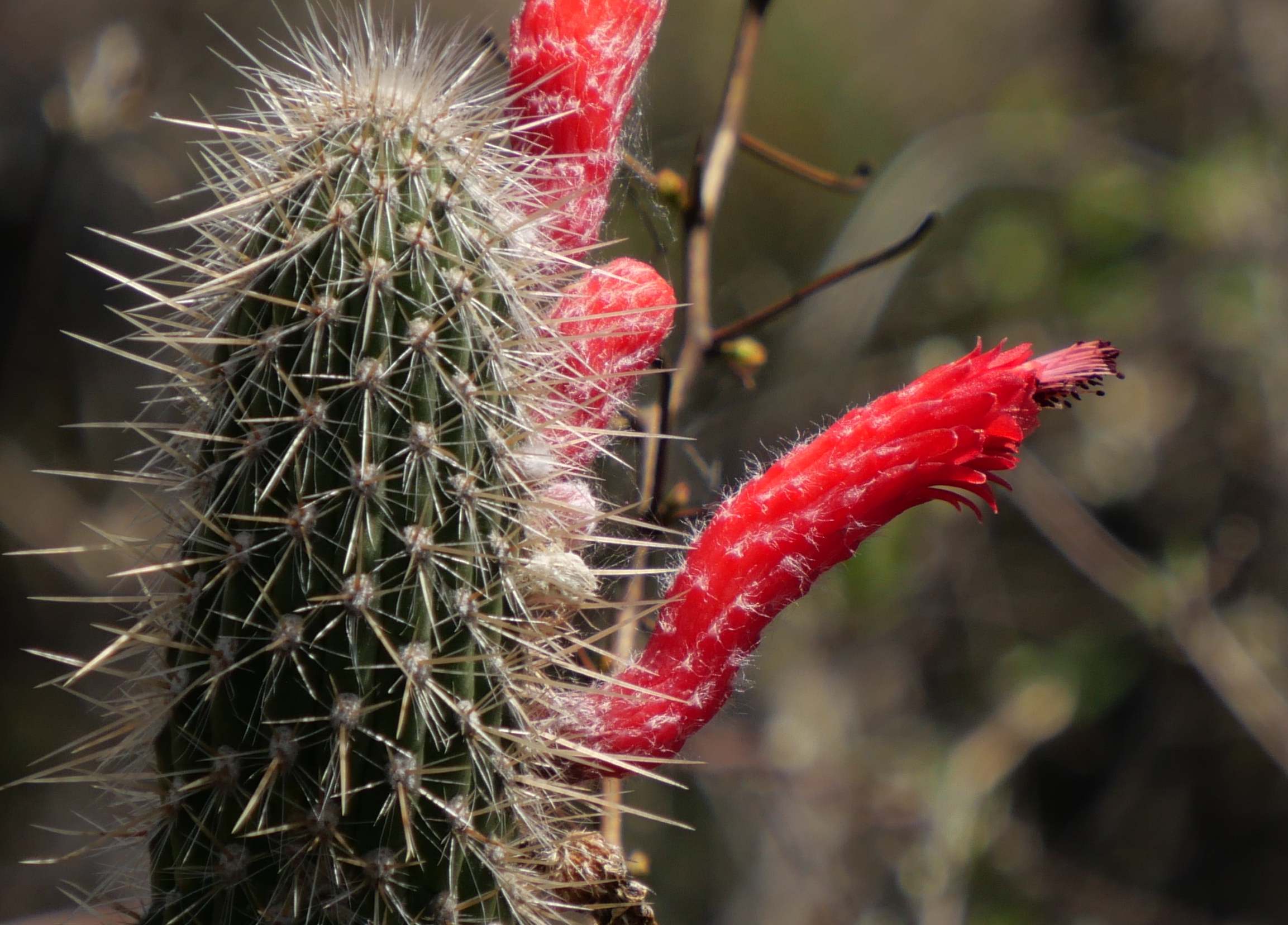 Cleistocactus baumannii MN 899 (S Villa Mazan)