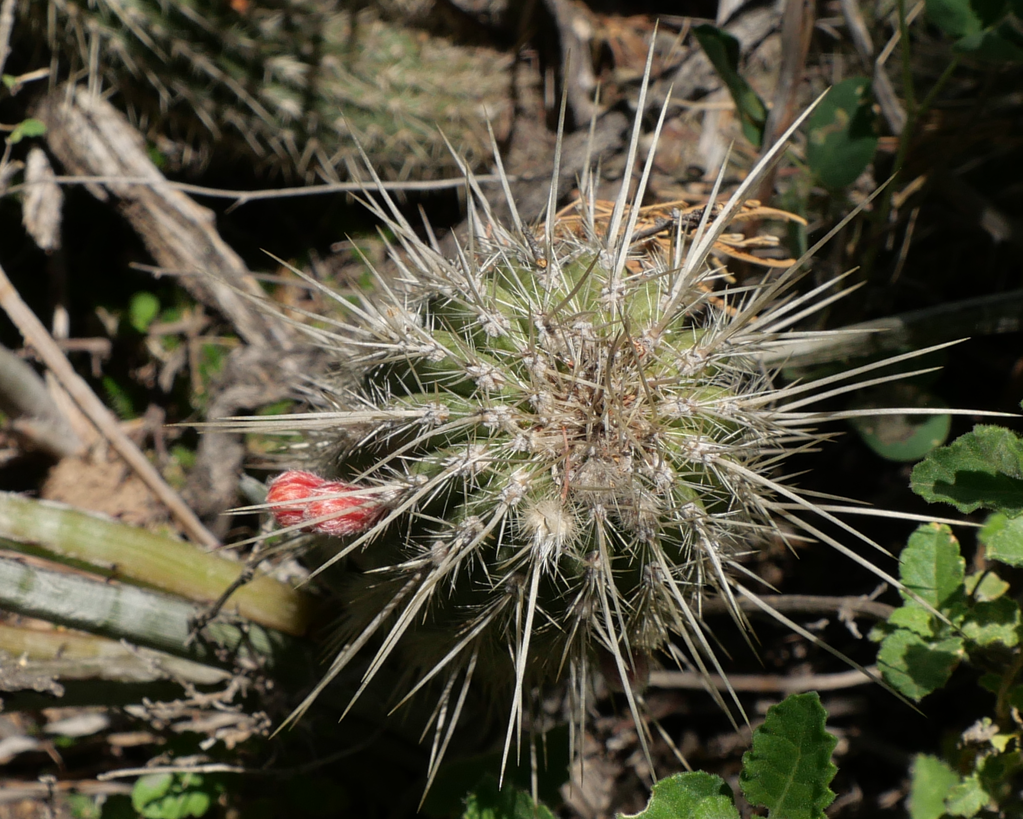Cleistocactus baumannii MN 907 (SW Chelcos)