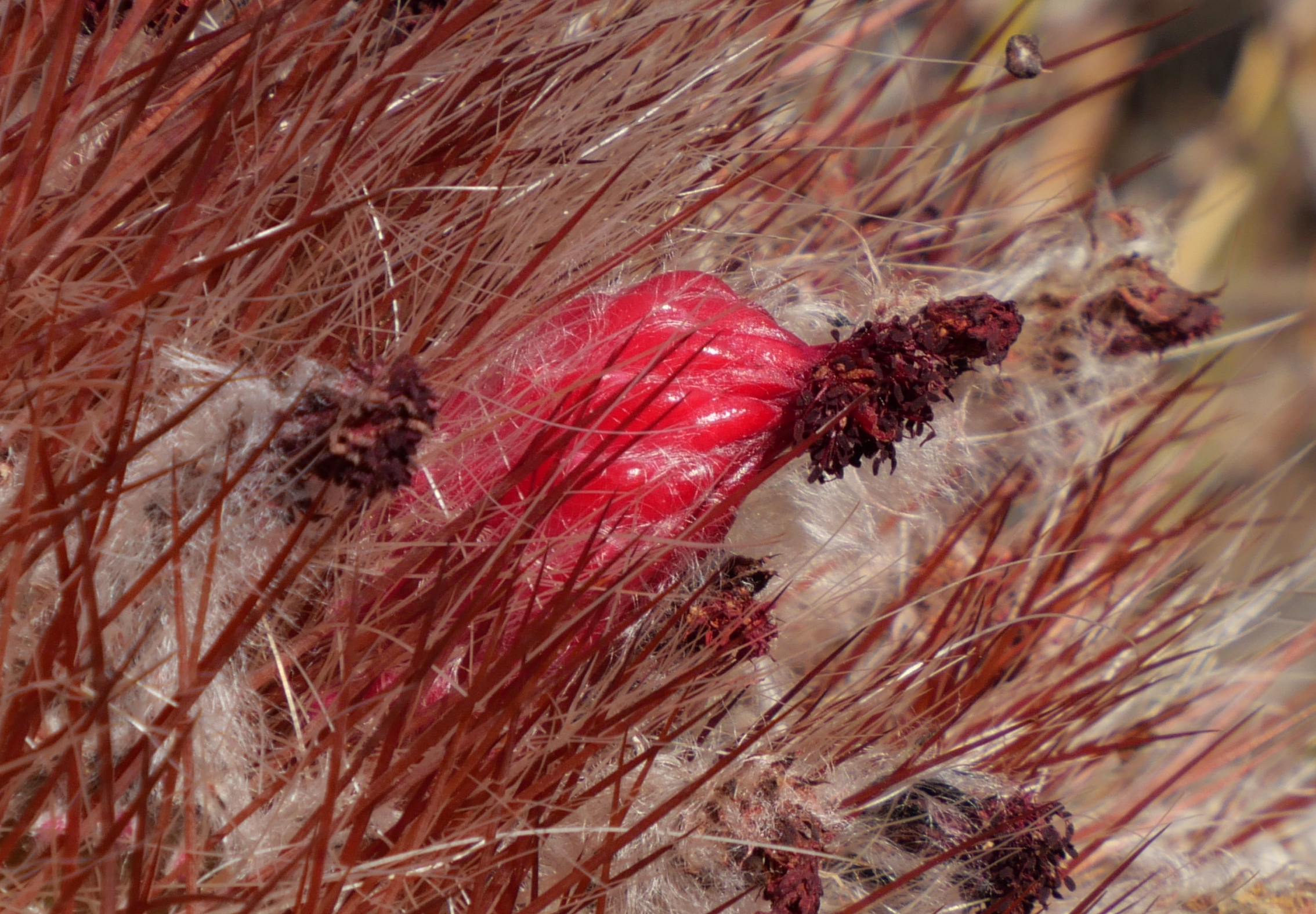 Denmoza rhodacantha MN 830 (Uspallata, 2000m)