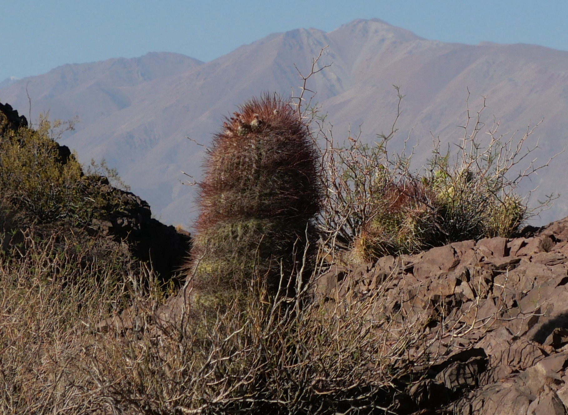 Denmoza rhodacantha MN 830 (Uspallata, 2000m) - 2
