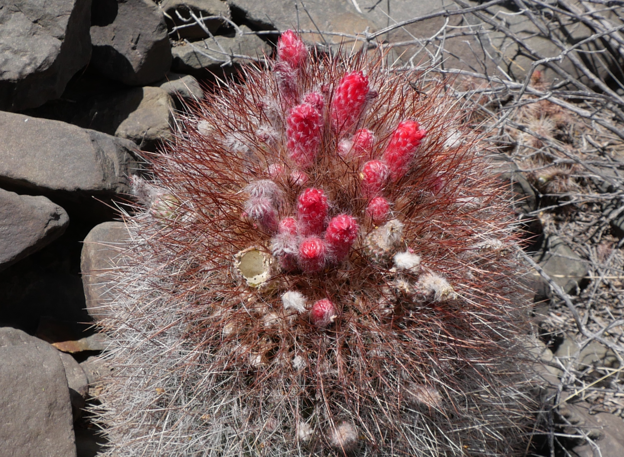 Denmoza rhodacantha MN 835 (NE Pachaco, 2230m)