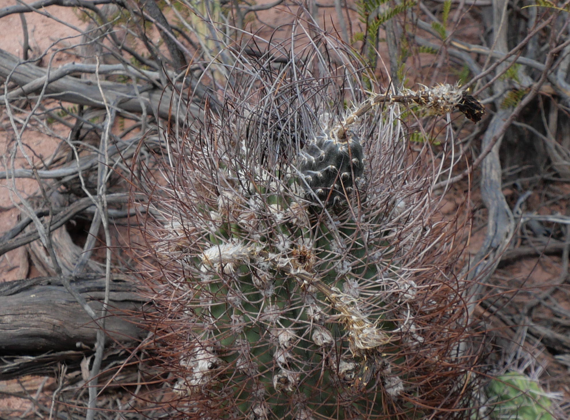 Echinopsis leucantha MN 868 (Cafayate, El Obelisco)