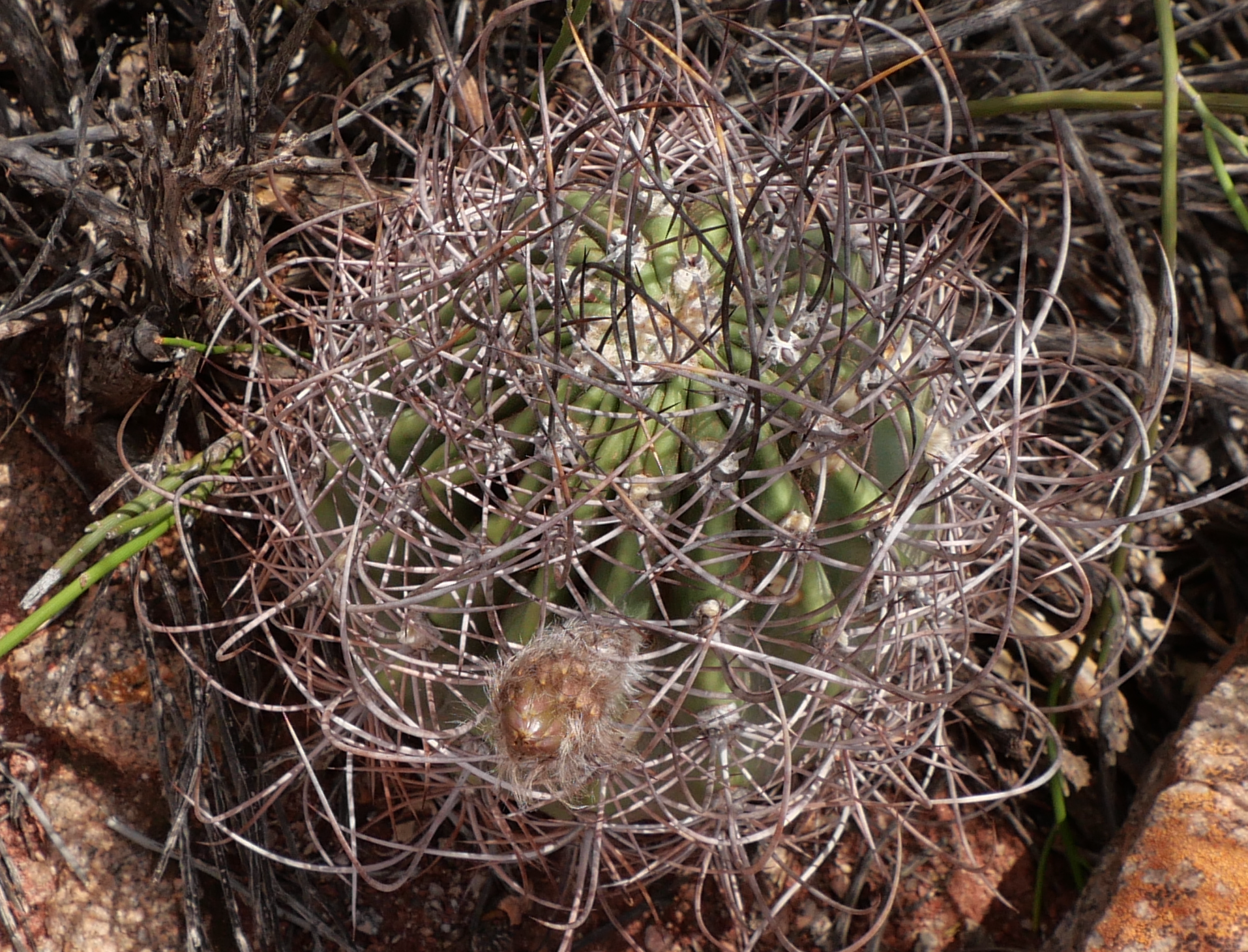 Echinopsis leucantha MN 901 (Los Colorados, La Rioja)