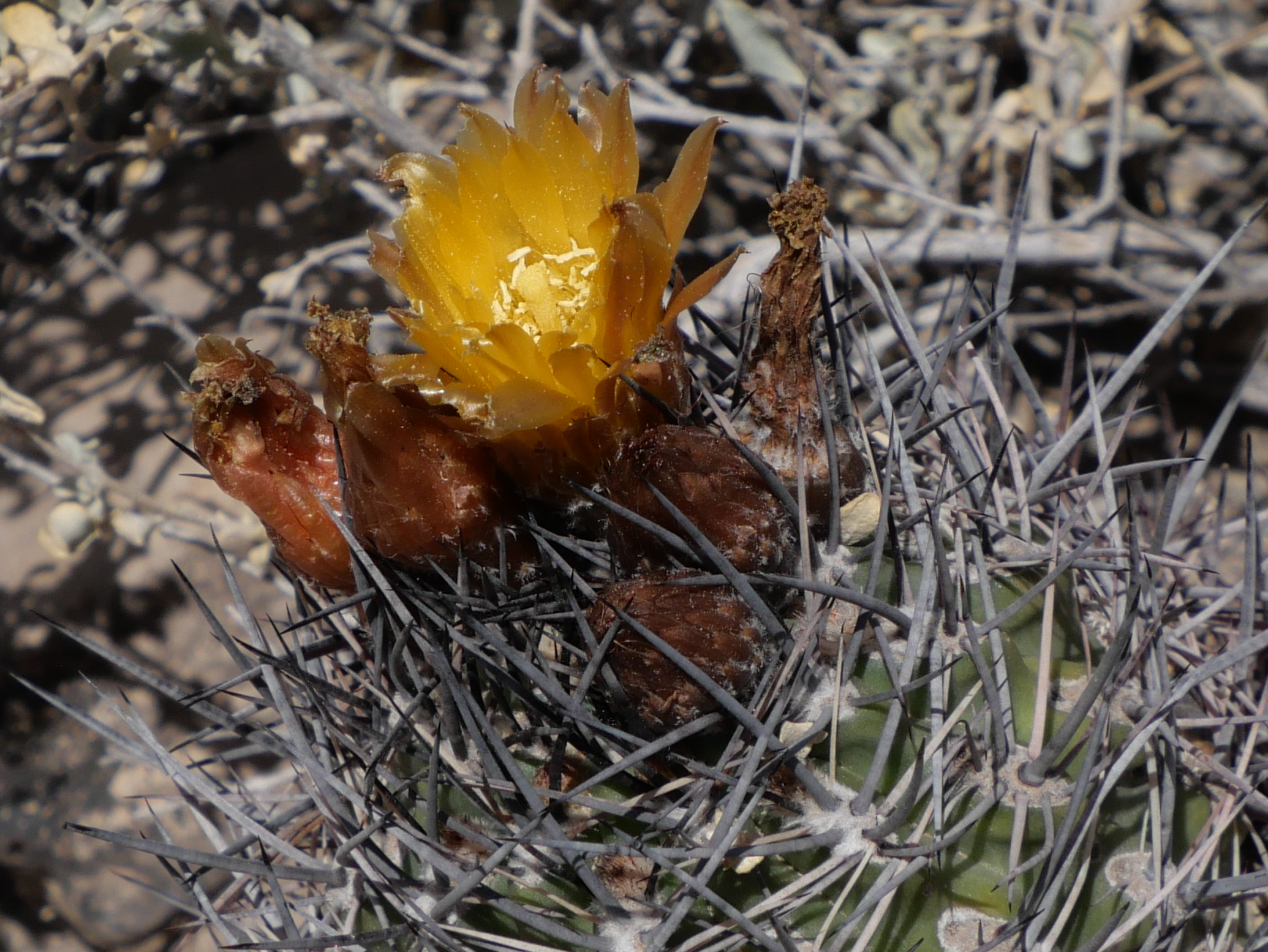 Eriosyce strausiana MN 828 (N Mendoza) - 2