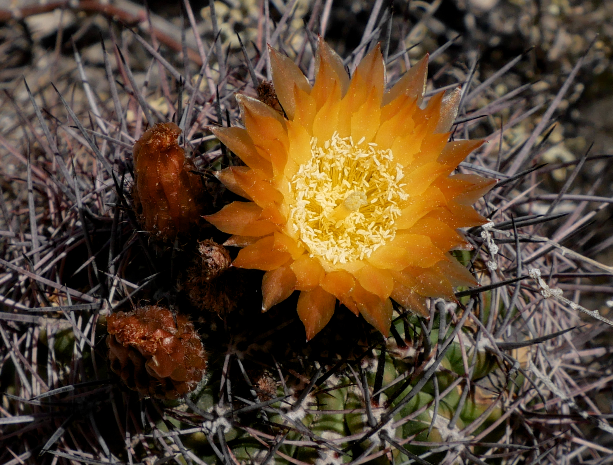 Eriosyce strausiana MN 828 (N Mendoza)