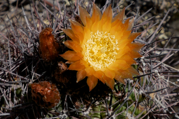 Eriosyce strausiana MN 828 (N Mendoza)