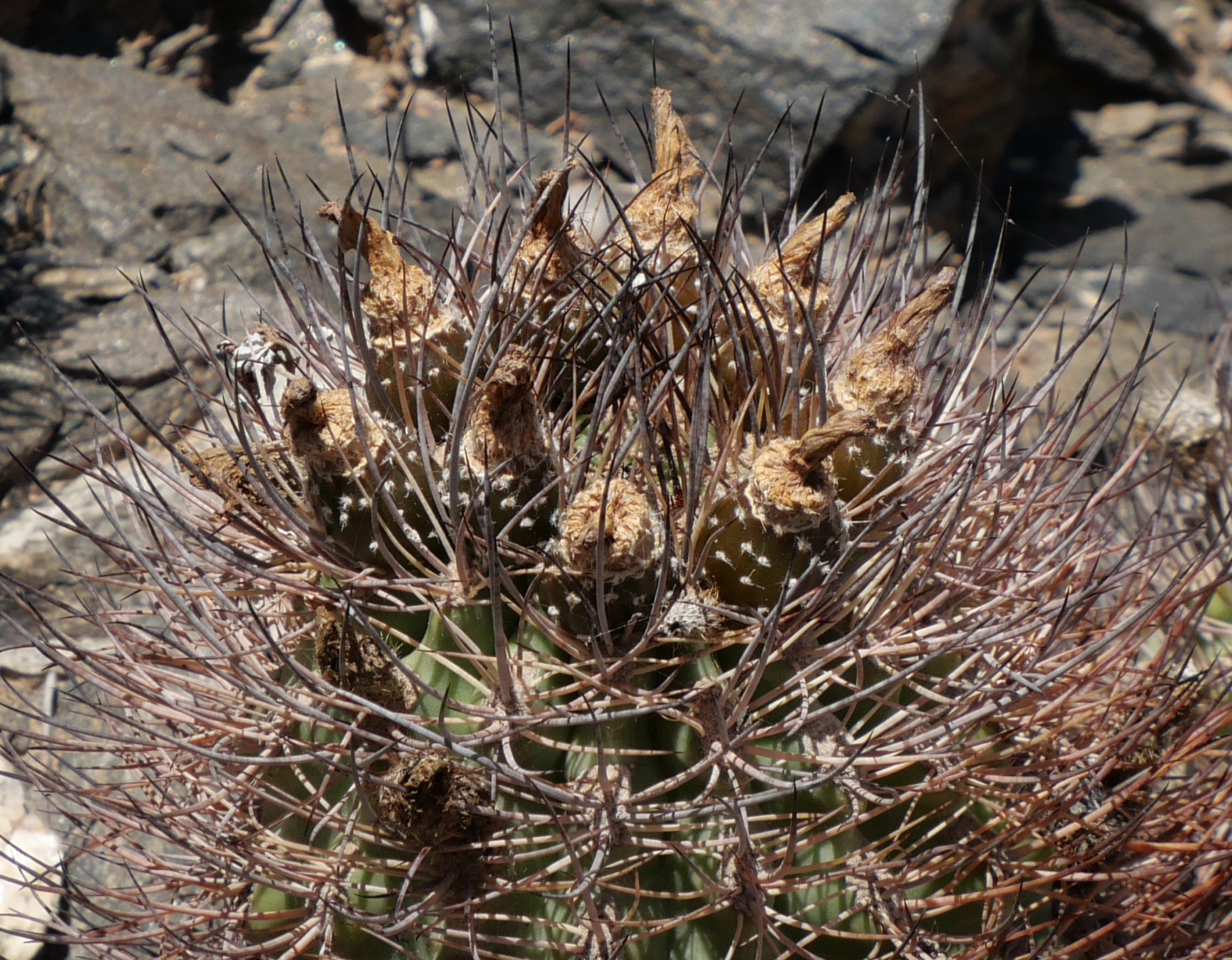 Eriosyce strausiana MN 913 (Caucete, Las Talas, San Juan)
