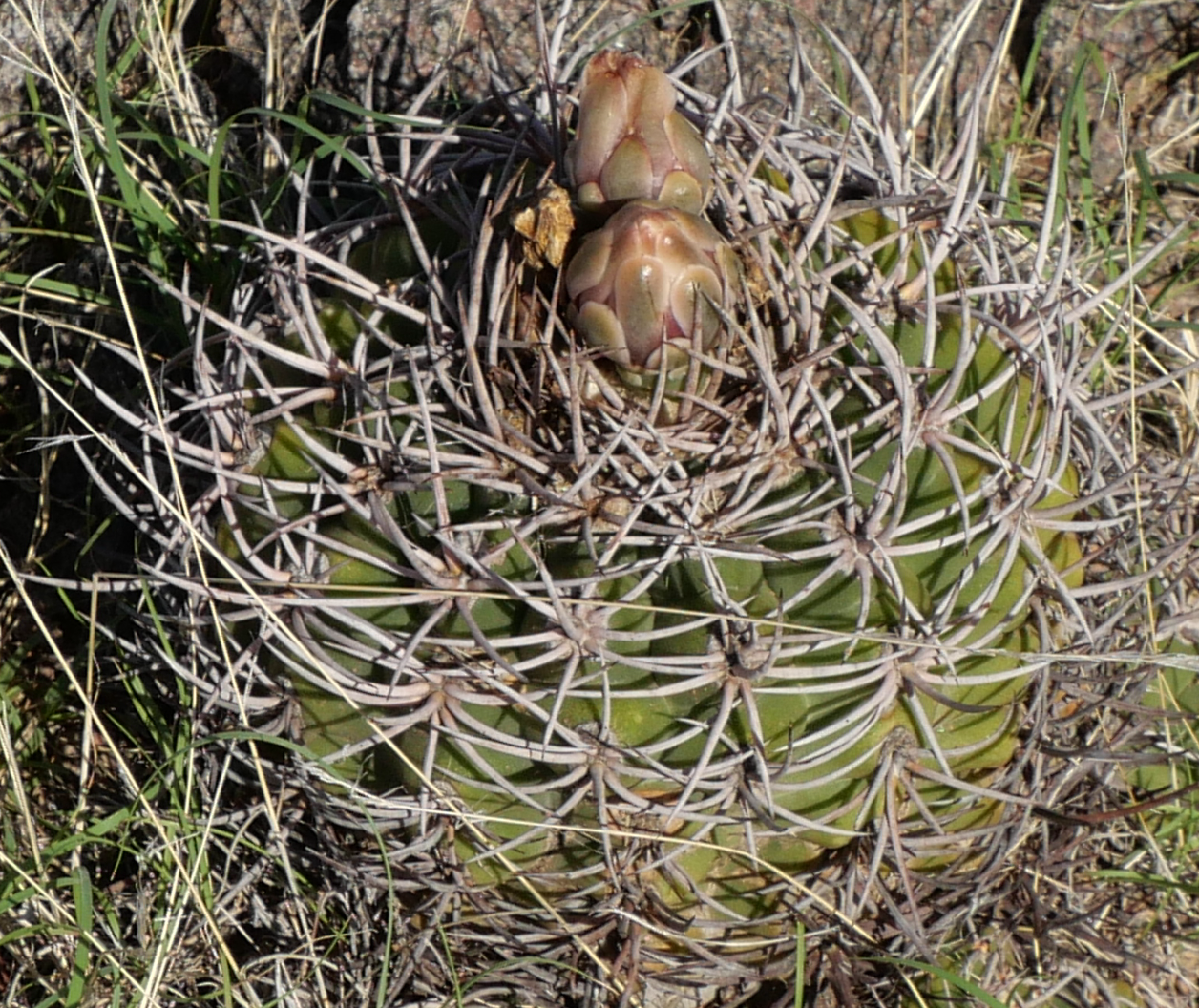 Gymnocalycium castellanosii MN 902 (SE Patquia, El Alto, La Rioja)