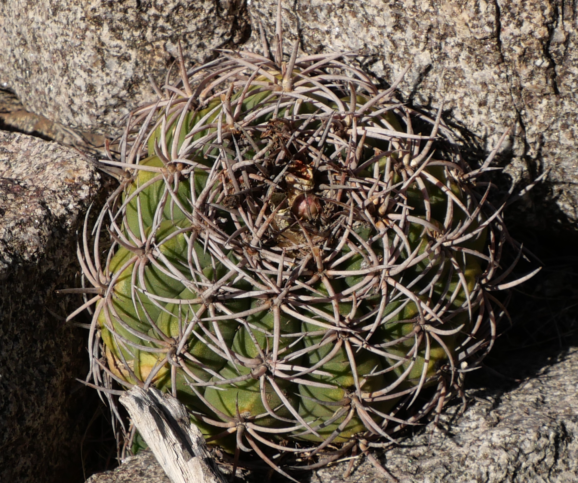 Gymnocalycium castellanosii MN 902 (SE Patquia, El Alto, La Rioja) - 2