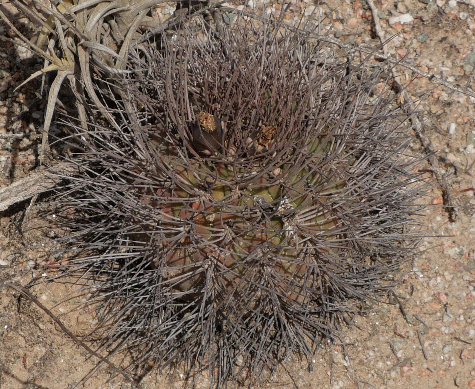 Gymnocalycium catamarcense ssp. acinacispinum MN 890 (SE Villa Mazan)