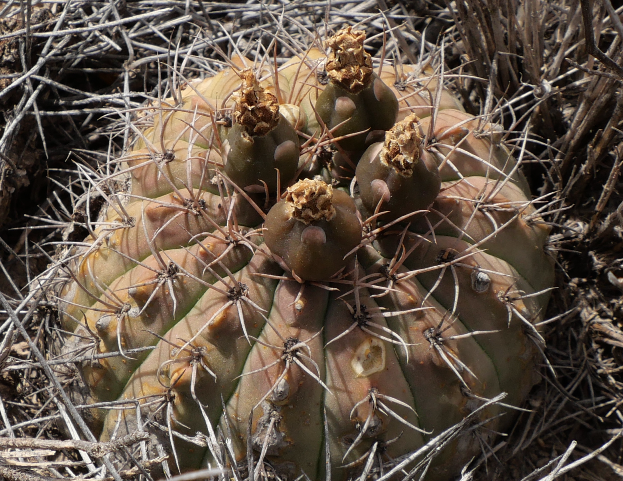 SuccSeed - Gymnocalycium catamarcense ssp. acinacispinum MN 892 (SE Villa  Mazan)