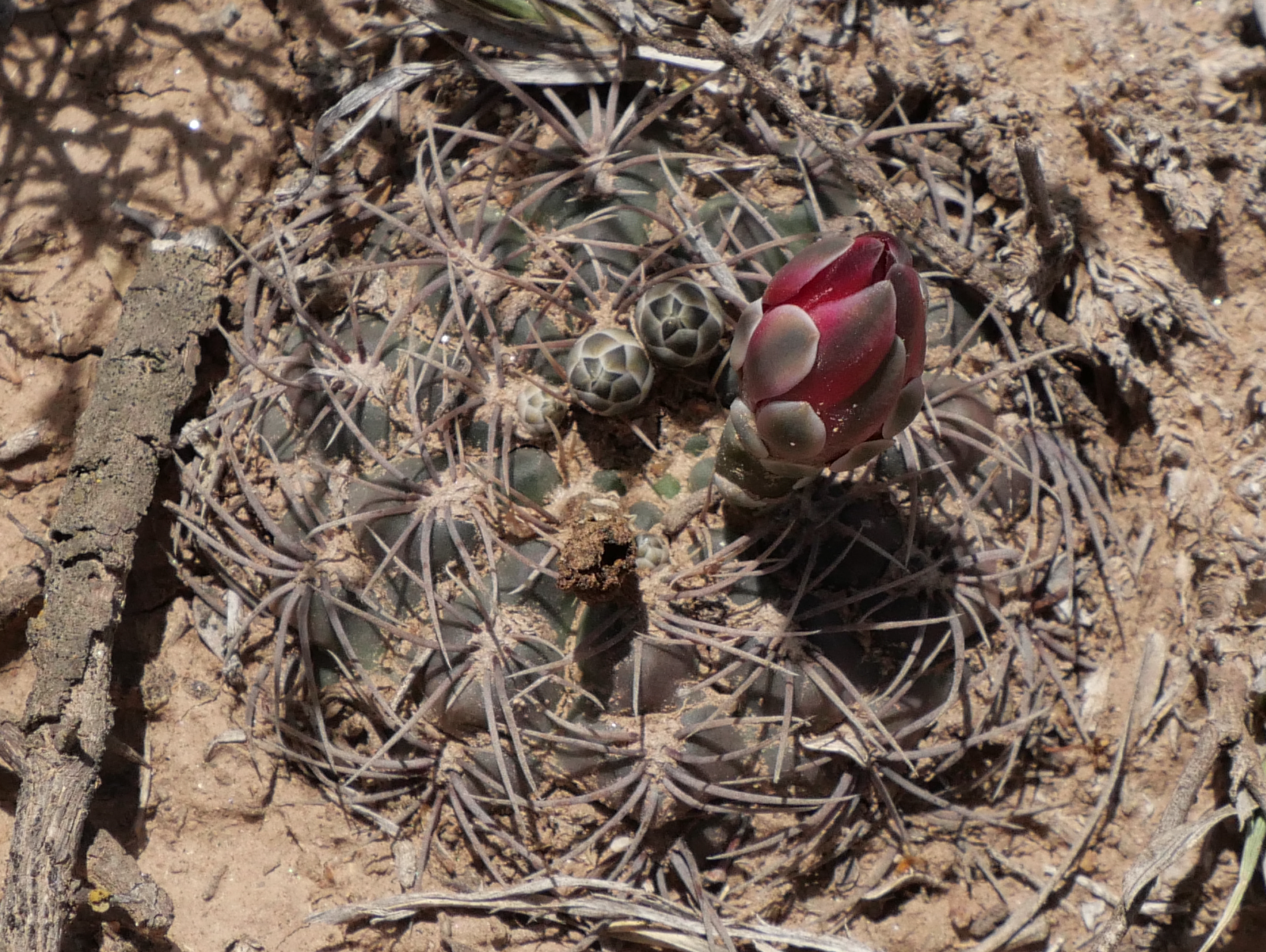 Gymnocalycium marianae MN 878 (NE Agua de las Palomas, 1770m) - 2